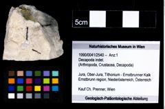 Foto (Objekt + Etikett) von Decapoda indet.  (NHMW-GEO-1990-0041-2540)